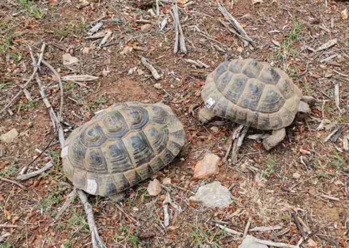 Ejemplares de tortuga mediterránea ( Testudo hermanni ) Ejemplares de tortuga mediterránea ( Testudo hermanni )