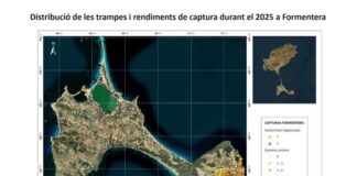 Superadas las 4.400 capturas de serpientes invasoras en las Pitiusas en 2025 Control de ofidios