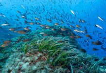 El Govern abre a información pública la ampliación de la Reserva Marina de los Freus de Eivissa y Formentera Reserva Marina de es Freus
