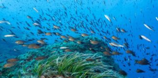 El Govern abre a información pública la ampliación de la Reserva Marina de los Freus de Eivissa y Formentera Reserva Marina de es Freus