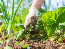 El Consell de Formentera obri una nova convocatòria d’ajudes al sector agrícola i ramader amb 55.000 euros Agricultura