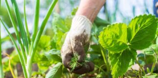 El Consell de Formentera obri una nova convocatòria d’ajudes al sector agrícola i ramader amb 55.000 euros Agricultura