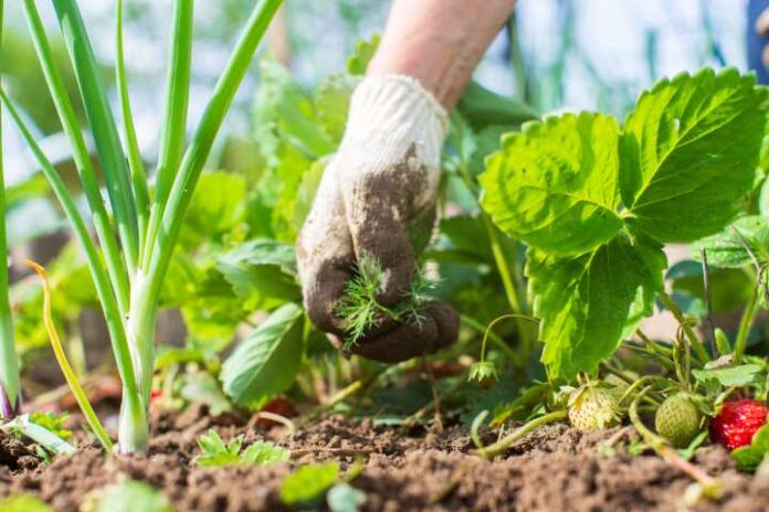 Agricultura