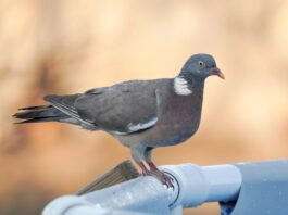 Medidas excepcionales para controlar la proliferación de palomas torcaces y proteger los cultivos de la isla