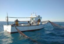 Autoritzada una nova pròrroga per continuar pescant jonquillo, cabotí i gerret amb arts tradicionals fins al 2029 Pesca tradicional