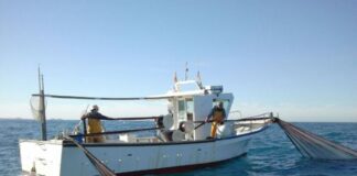 Autoritzada una nova pròrroga per continuar pescant jonquillo, cabotí i gerret amb arts tradicionals fins al 2029 Pesca tradicional