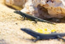 El proyecto ex situ del Govern y el Zoo de Barcelona supera las expectativas iniciales con treinta y dos crías de sargantana pitiusa en el primer año Sargantanas del proyecto ex situ de cría