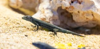 El proyecto ex situ del Govern y el Zoo de Barcelona supera las expectativas iniciales con treinta y dos crías de sargantana pitiusa en el primer año Sargantanas del proyecto ex situ de cría