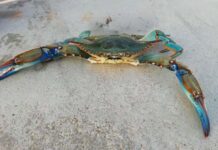 El Govern anuncia que los pescadores recreativos podrán capturar cangrejo azul en Formentera Cangrejo azul