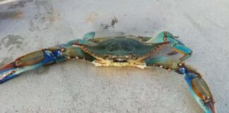 El Govern anuncia que los pescadores recreativos podrán capturar cangrejo azul en Formentera Cangrejo azul