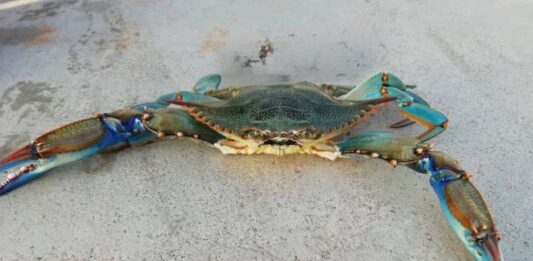 El Govern anuncia que los pescadores recreativos podrán capturar cangrejo azul en Formentera Cangrejo azul