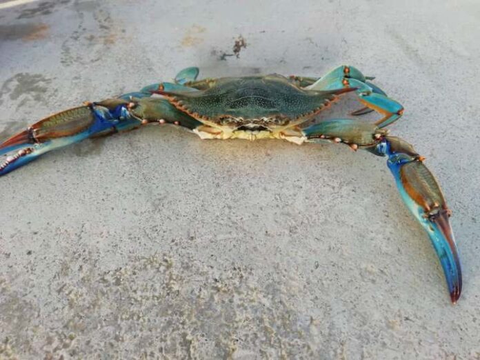 Cangrejo azul