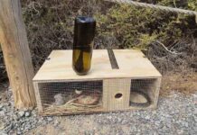 El Govern refuerza la conservación y la protección de las lagartijas endémicas de las Illes Balears con 2,18 millones de euros del proyecto LIFE Reptiles