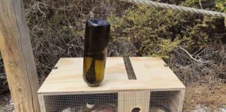 El Govern refuerza la conservación y la protección de las lagartijas endémicas de las Illes Balears con 2,18 millones de euros del proyecto LIFE Reptiles