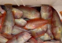 La temporada de pesca del raor comienza el 1 de septiembre en las Illes Balears con una población plenamente recuperada Ejemplares de raor