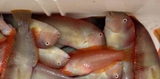 La temporada de pesca del raor comienza el 1 de septiembre en las Illes Balears con una población plenamente recuperada Ejemplares de raor