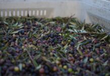 Formentera pone en marcha su almazara e iniciará la primera campaña de elaboración de aceite el 30 de septiembre