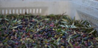 Formentera pone en marcha su almazara e iniciará la primera campaña de elaboración de aceite el 30 de septiembre