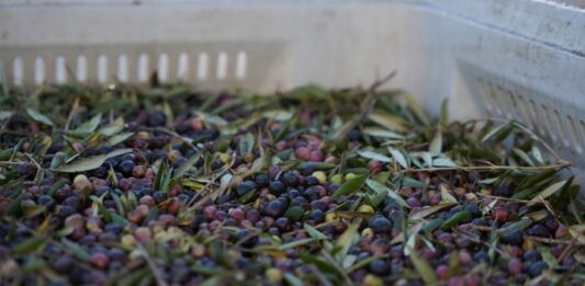 Formentera pone en marcha su almazara e iniciará la primera campaña de elaboración de aceite el 30 de septiembre