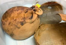 El conseller Bauzà y el director general de Cultura visitaron el conjunto de ánforas romanas encontradas en el sur de Formentera y depositadas en el MAEF
