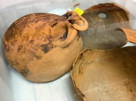 El conseller Bauzà y el director general de Cultura visitaron el conjunto de ánforas romanas encontradas en el sur de Formentera y depositadas en el MAEF