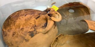 El conseller Bauzà y el director general de Cultura visitaron el conjunto de ánforas romanas encontradas en el sur de Formentera y depositadas en el MAEF